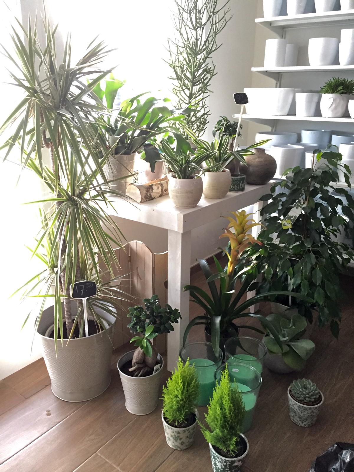 ¡Oportunidad única en Alfaz del Pi! – Tu negocio soñado con flores, decoración y chocolate