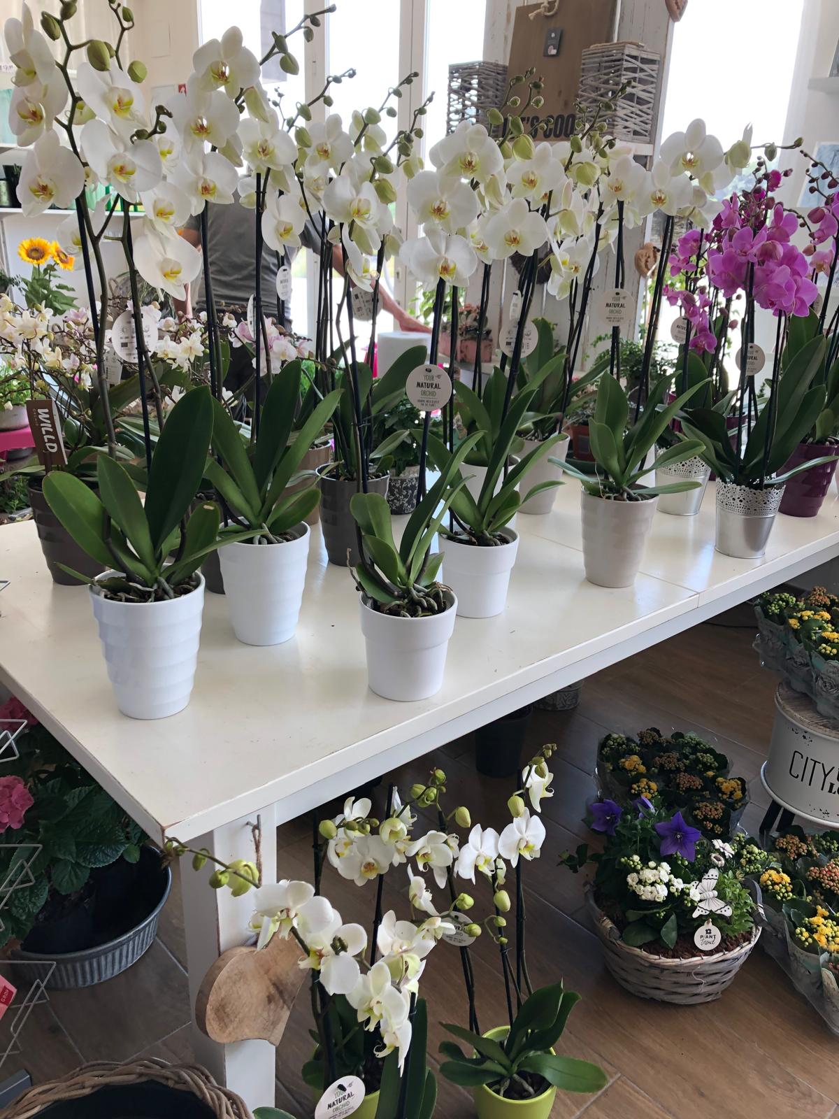 ¡Oportunidad única en Alfaz del Pi! – Tu negocio soñado con flores, decoración y chocolate