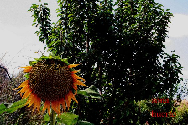 Oportunidad unica en Gea y Truyols, finca en plena naturaleza