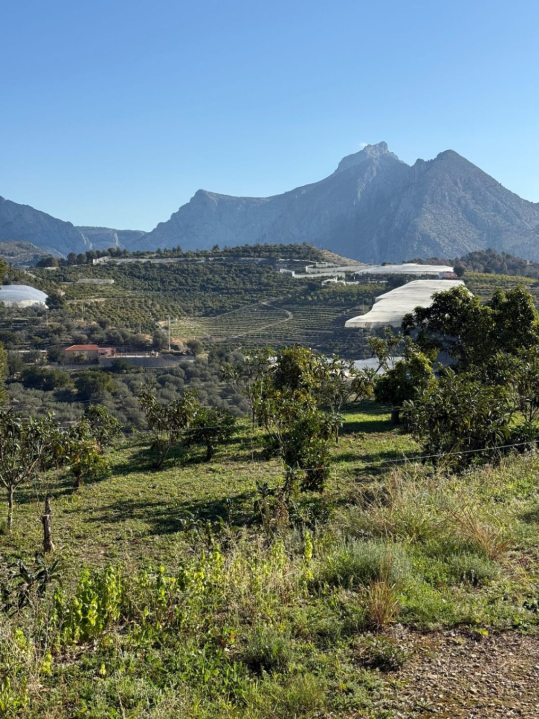 Terreno de 7400 metros en Callosa den Saria con posibilidad de construir hasta 150 m2