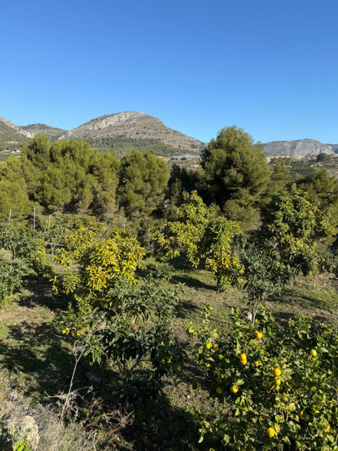 Terreno de 7400 metros en Callosa den Saria con posibilidad de construir hasta 150 m2