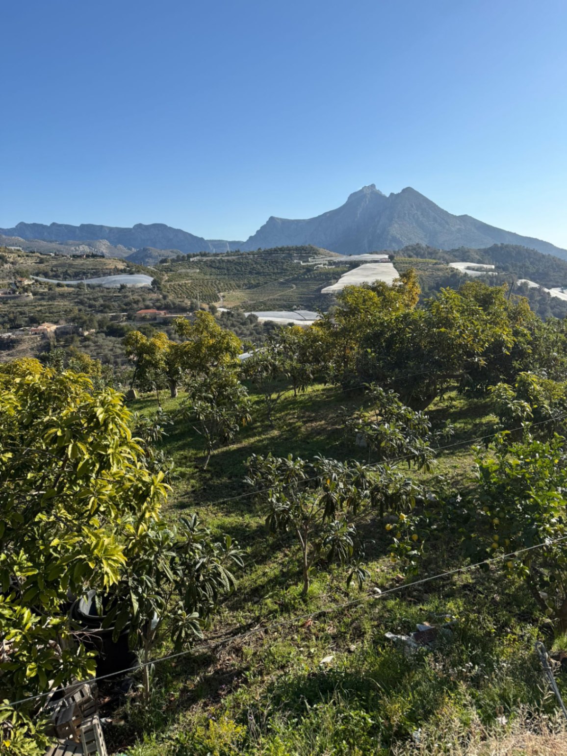 Terreno de 7400 metros en Callosa den Saria con posibilidad de construir hasta 150 m2
